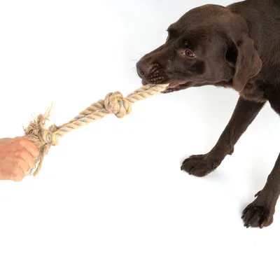 Dog playing with a rope chew toy held by a hand.