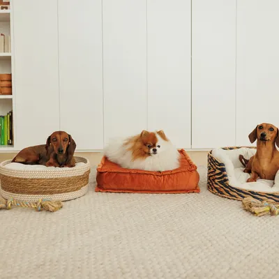 Three dog beds in different designs: woven basket design, orange fabric bed and striped pattern. Dogs are lying on each bed.