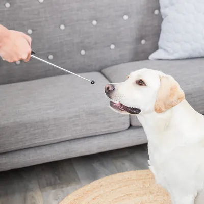 Dog training with a silver target stick that has a black ball at the end.