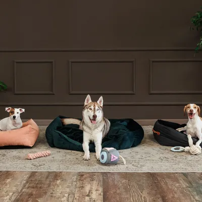 Drei Hunde in verschiedenen Hundebetten mit Spielzeug: rosa Bett, grünes Bett und schwarzes Bett. Spielzeuge umfassen Kauspielzeug und Stofftier.