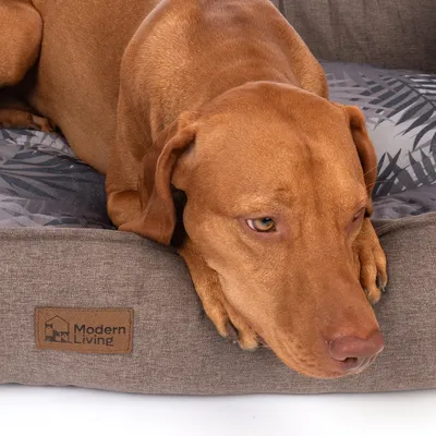 Hund ligger på en brun hundbädd med grått mönster. Logotypen 'Modern Living' synlig på sidan av bädden.