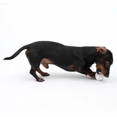 Hond speelt met een witte bal met gekleurde stippen. Demonstratie van het gebruik van hondenspeelgoed.