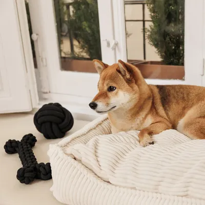 Dog lying on a cream-coloured dog bed made of ribbed fabric, next to black chew toys in bone and ball shapes.