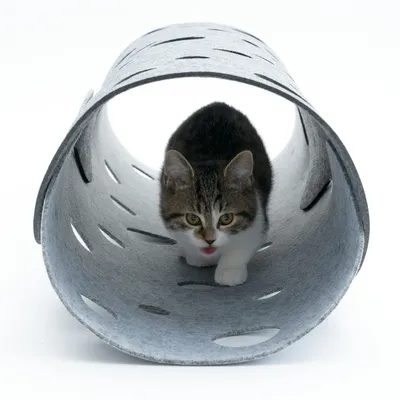 Chat à l’intérieur d’un tunnel de jeu en feutre gris avec ouvertures ovales, vu de face. Le matériau et la forme du tunnel sont clairement visibles.