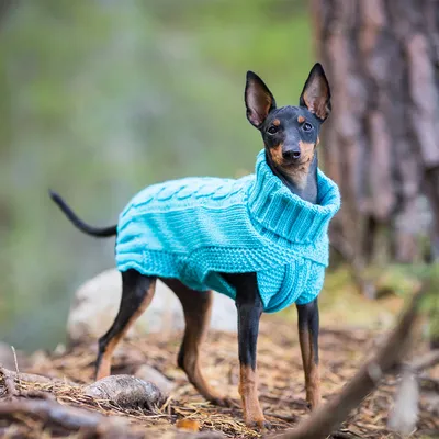 Hond draagt een lichtblauwe gebreide trui met kabelpatroon en hoge kraag, staand in het bos.