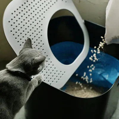 Kattenbak met geperforeerd deksel, grijze kat kijkt toe terwijl kattengrit in de bak wordt gestrooid. Zwarte kunststof bak met blauwe binnenvoering zichtbaar.