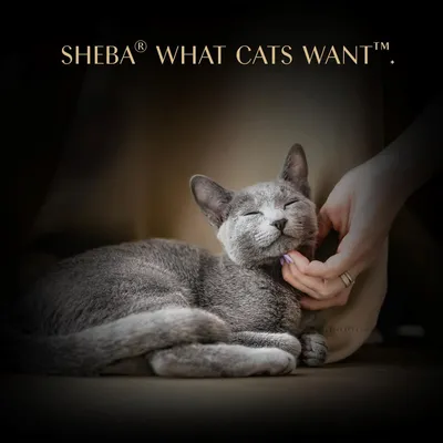 SHEBA WHAT CATS WANT. A grey cat is being stroked under the chin and appears relaxed.