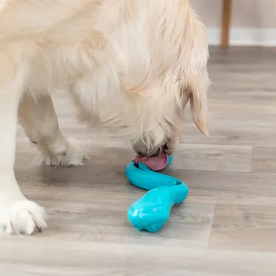 Cane che lecca un gioco turchese a forma di serpente su un pavimento in legno.