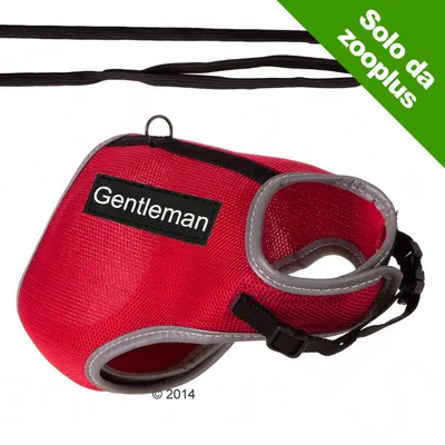 Pettorina rossa con bordo grigio, scritta Gentleman visibile, guinzaglio nero incluso. Angolo verde in alto a destra con testo: Solo da zooplus.