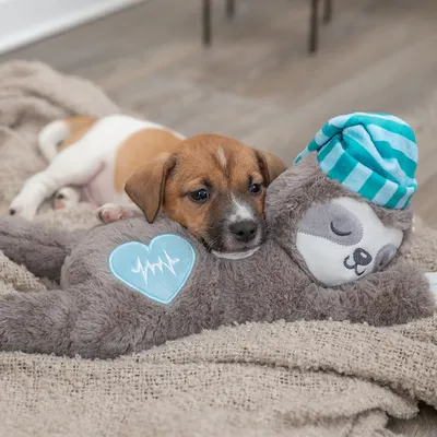 Chiot allongé sur une peluche en forme de paresseux gris avec bonnet rayé bleu et blanc, cœur brodé avec tracé d’électrocardiogramme visible sur la peluche.