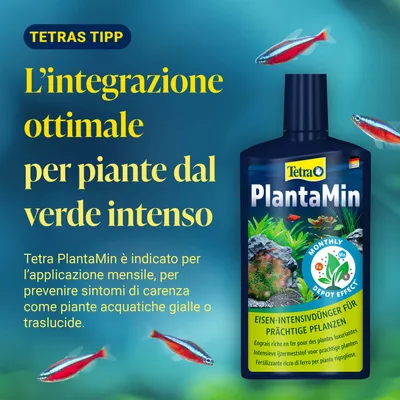 Tetra PlantaMin fertilizzante intensivo al ferro per piante rigogliose. Si consiglia l'applicazione mensile per evitare carenze come piante acquatiche gialle o trasparenti. Tetra PlantaMin fertilizzante intensivo al ferro per piante rigogliose. Si consiglia l'applicazione mensile per evitare carenze come piante acquatiche gialle o trasparenti.