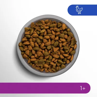 Croquettes marron et vertes dans une gamelle grise, pictogramme poulet en haut à droite, texte « 1+ » sur bande violette en bas de l’image.