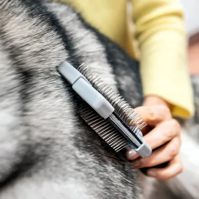 Escova de metal com cabo cinzento a ser utilizada no pelo de um cão de pelagem preta e branca. Mão humana visível a segurar na escova.