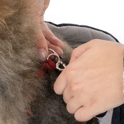 Attache d’une laisse en métal à un harnais ou collier rouge sur un chien à poils longs, mains humaines visibles tenant les anneaux et le mousqueton.