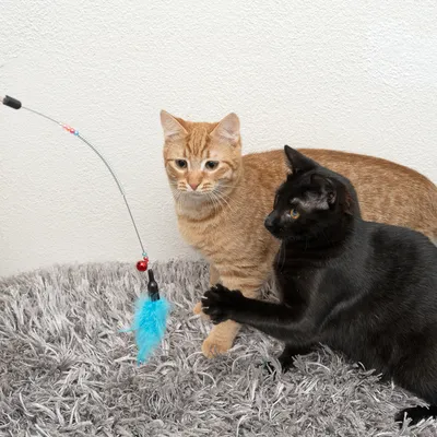 Dve mački se igrata z ribiško igračo z modrim peresom in rdečimi perlicami na sivi preprogi.
