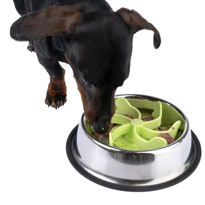 Dog eating from a stainless steel bowl with green anti-gulp insert that promotes slow eating.