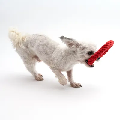 Kutya piros, kötél anyagú rágójátékkal játszik. A termék bemutatja a játék használatát háziállatok számára.