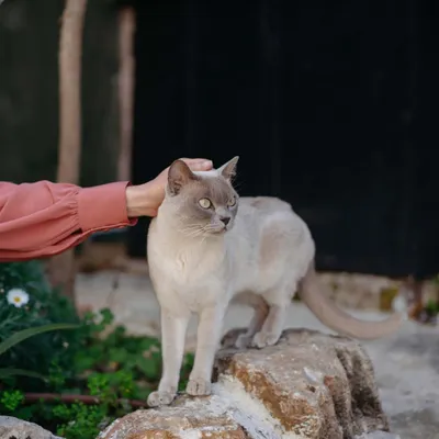 Virbac Veterinary Cat Early Kidney & Joint KJ1 Virbac Veterinary Cat Early Kidney & Joint KJ1