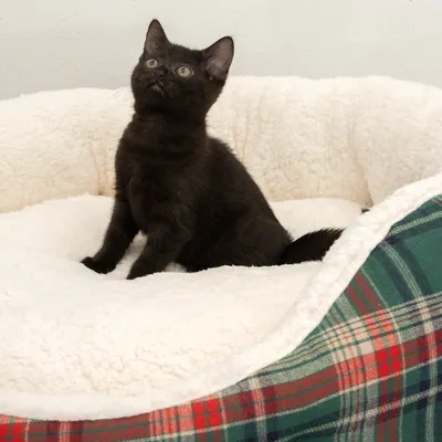 Schwarze Katze sitzt in einem weissen, flauschigen Haustierbett mit kariertem Rand.
