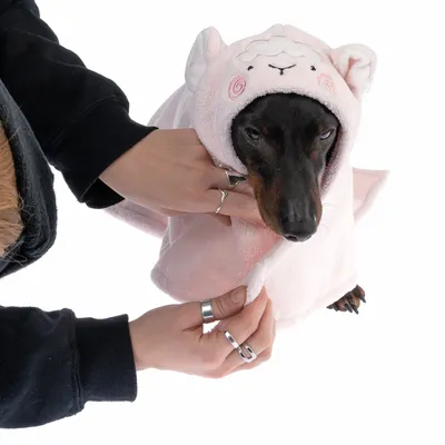 Dog wearing pink hooded coat with sheep motif, hands fastening the coat's buttons.