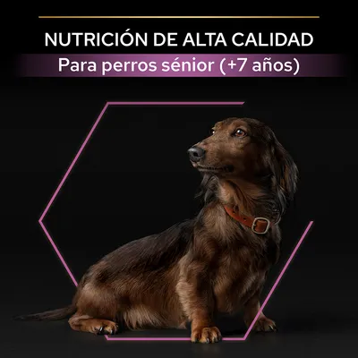 NUTRICIÓN DE ALTA CALIDAD. Para perros sénior (+7 años). Perro salchicha marrón sentado sobre fondo negro con marco rosa.