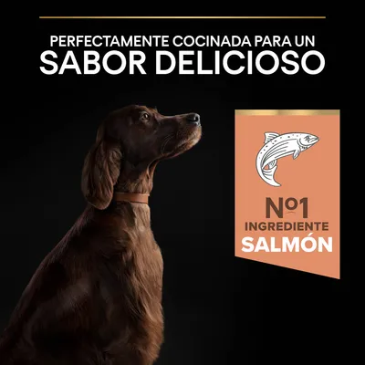 Texto: Perfectamente cocinada para un sabor delicioso. Nº1 ingrediente salmón. Imagen de un perro marrón y dibujo de un salmón.