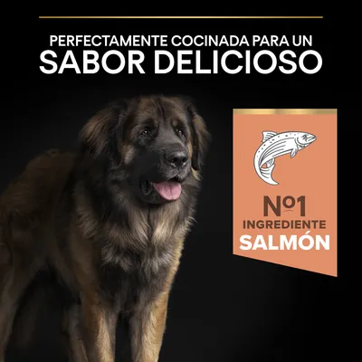 Perfectamente cocinada para un sabor delicioso. Nº1 ingrediente salmón.