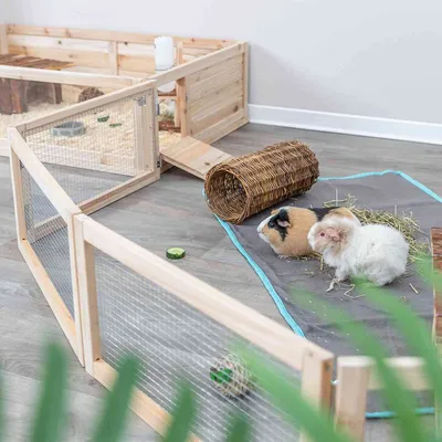 Recinto in legno con pareti a griglia, area di corsa e accessori come tunnel e fieno. Due cavie in libertà su un tappetino con una fetta di cetriolo.