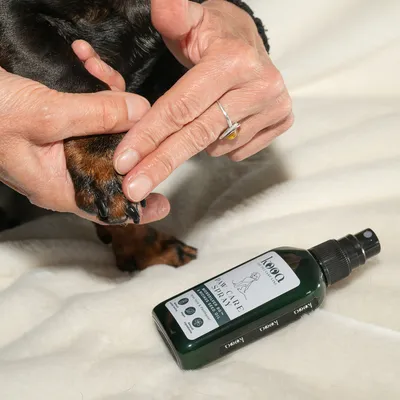 Spray kooa Paw Care, flacon vert avec étiquette visible, posé à côté d’une patte de chien tenue par une main humaine sur une couverture claire.