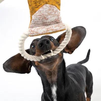 Pes igra z igračo iz vrvi in blaga, primerna za interaktivno igro.