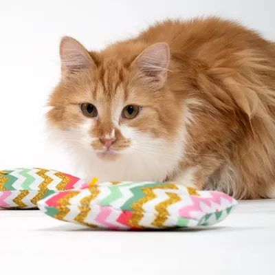 Gato rojo con dos cojines de juego multicolores con estampado chevron, colores: verde, rosa, blanco y dorado.