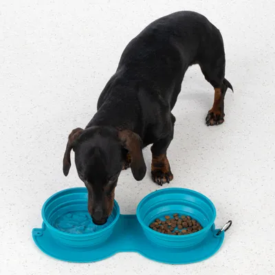 Chien noir devant deux gamelles pliables bleues en silicone, l’une remplie d’eau et l’autre de croquettes. Mousqueton visible sur le côté du support.