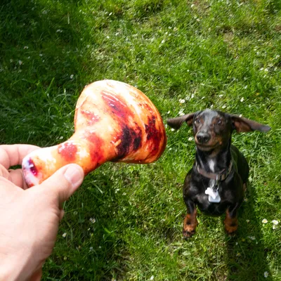 Speelgoed in de vorm van een gebraden bot wordt aan een hond in de tuin getoond.