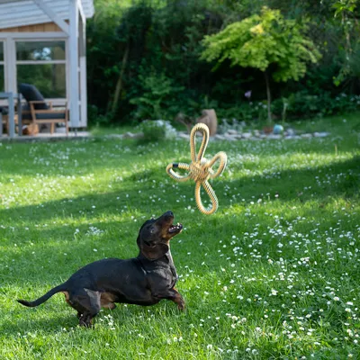 Hund leger i haven med et flyvende legetøj af rebmateriale.