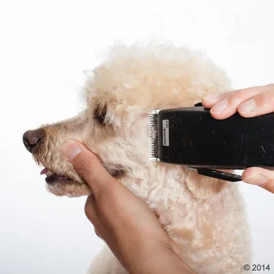 Hund bliver klippet med elektrisk trimmer, mærket MOSER REX synligt på maskinen. Hånden holder forsigtigt hundens hoved under klipning.