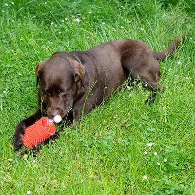 Hund leker med rött leksak i gräs. Produkten visar användning av interaktivt hundleksak.