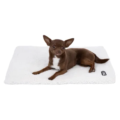 Brown Chihuahua lying on a white dog mat with visible 'Trixie' logo.
