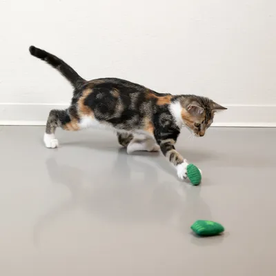 Katze spielt mit grünem Spielzeug auf einem glatten Boden.