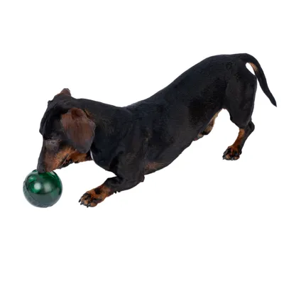 Hund leger med grønt boldlegetøj. Demonstration af brugen af legetøjet.