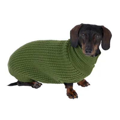 Teckel portant un pull en maille verte, coupe ajustée, col roulé. Matière visible : tissu tricoté.