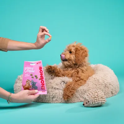 Edgard Cooper Choco Bonbons, emballage rose avec chien et chat. Main tenant une friandise devant un chien sur un lit moelleux.