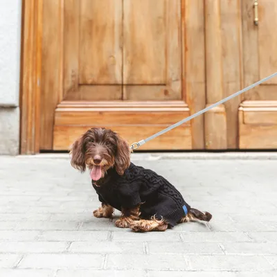 Petit chien à poil long portant un pull noir en laine et une laisse bleue, assis devant une porte en bois.