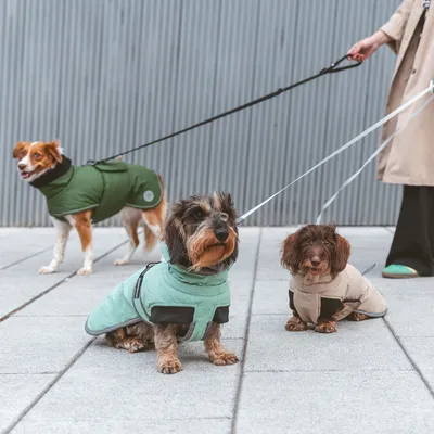 Trois chiens en laisse portant des manteaux pour chien de différentes tailles et couleurs, tenus par une personne. Manteaux visibles : vert, bleu clair et beige.