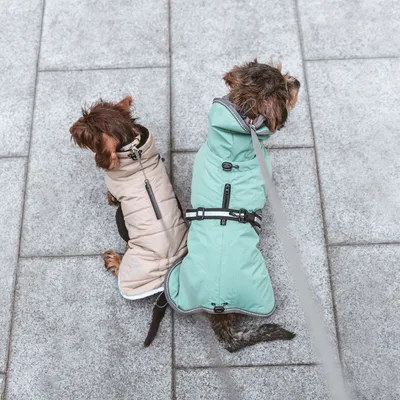 Deux chiens portant des manteaux pour chien, l’un beige et l’autre vert clair, assis sur un trottoir en laisse. Les manteaux couvrent le dos et sont équipés de fermetures éclair visibles.