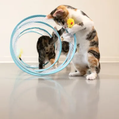 Twee katten spelen met een blauwe speeltunnel en een geel pluchen speeltje. De tunnel heeft netdetails voor zichtbaarheid.