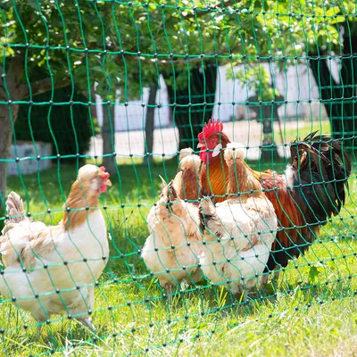 Hühner und Hahn hinter grünem Netz auf einer Wiese. Darstellung eines Schutznetzes für Geflügelhaltung.