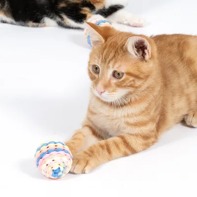 Gato rojo juega con una pelota de tela colorida y trenzada. Al fondo se ve otro gato y una pelota similar.