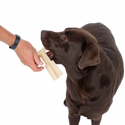 Hund bider i et hvidt tandplejelegetøj, der holdes af en hånd. Demonstration af produktets brug til tandrensning.
