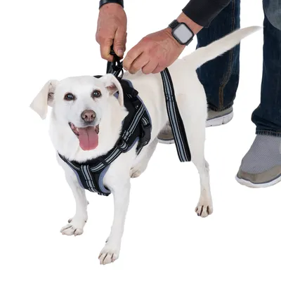 Weisser Hund mit schwarzem Geschirr, an dem eine Person die Leine befestigt.
