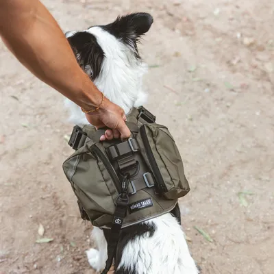 Hund trägt eine olivgrüne Nomad Tales Hundetasche mit Griff und mehreren Taschen, während eine Person den Griff hält.